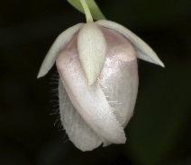 Calochortus albus