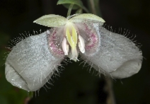 Calochortus albus