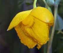 Calochortus amabilis