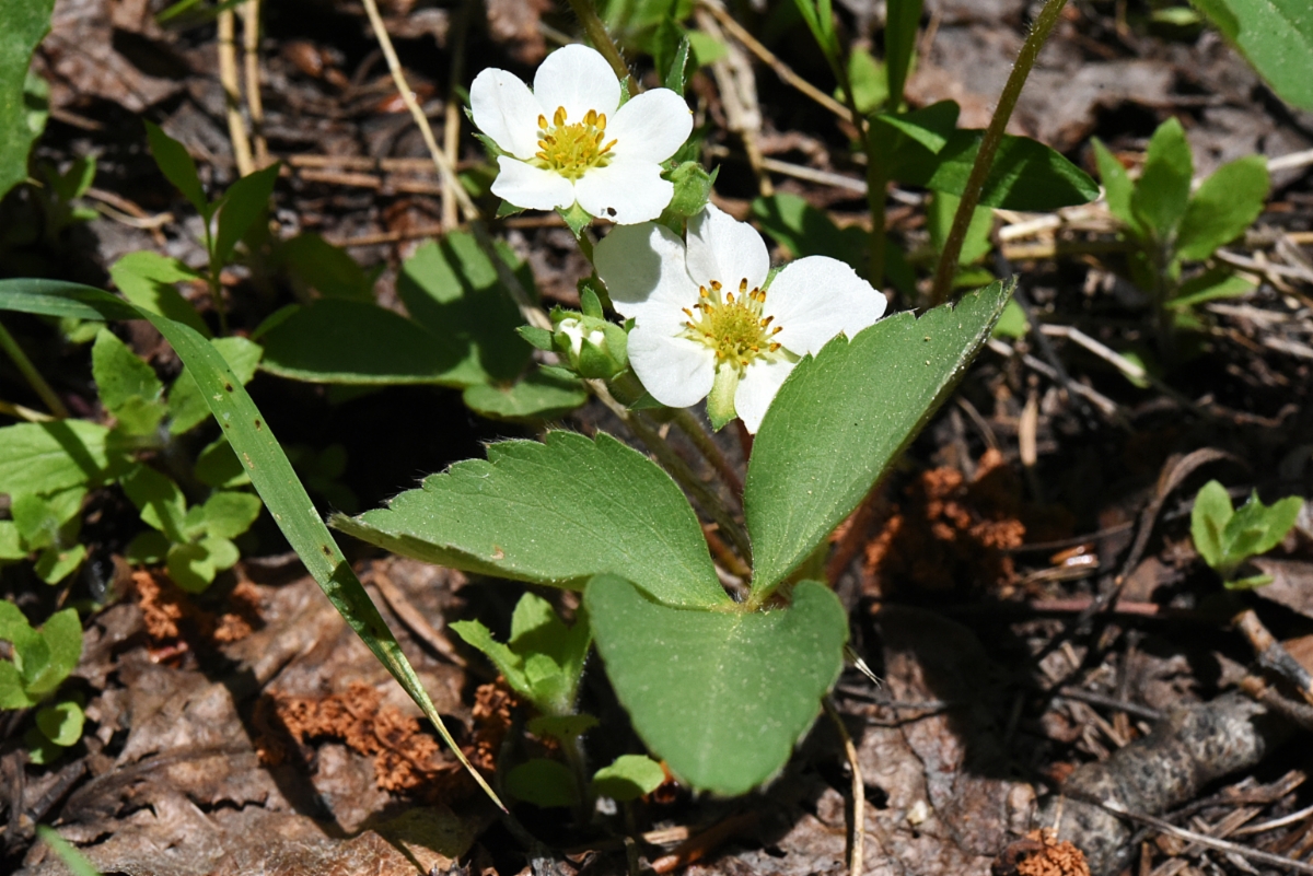 Fragaria virginiana