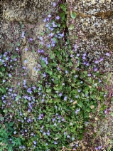 Cymbalaria muralis