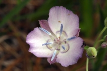 Calochortus nudus