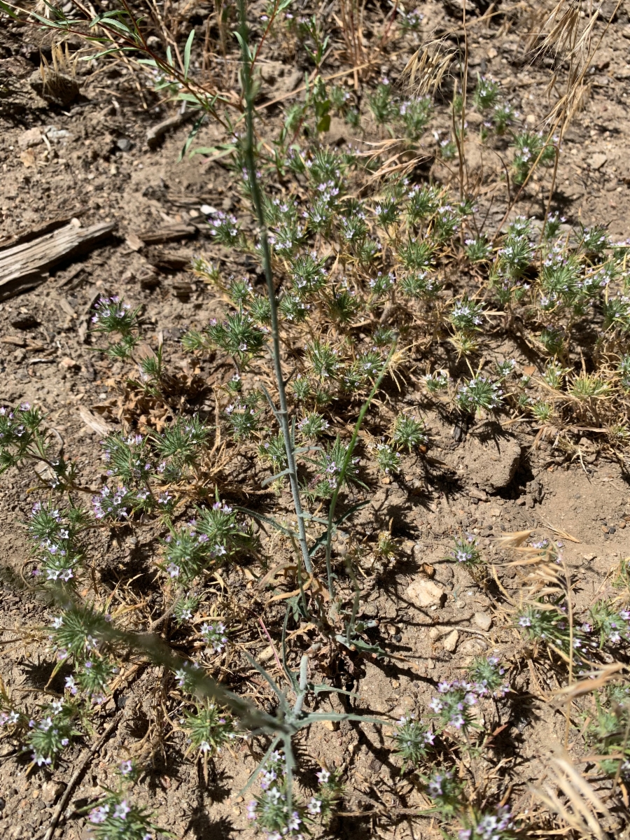 Navarretia peninsularis