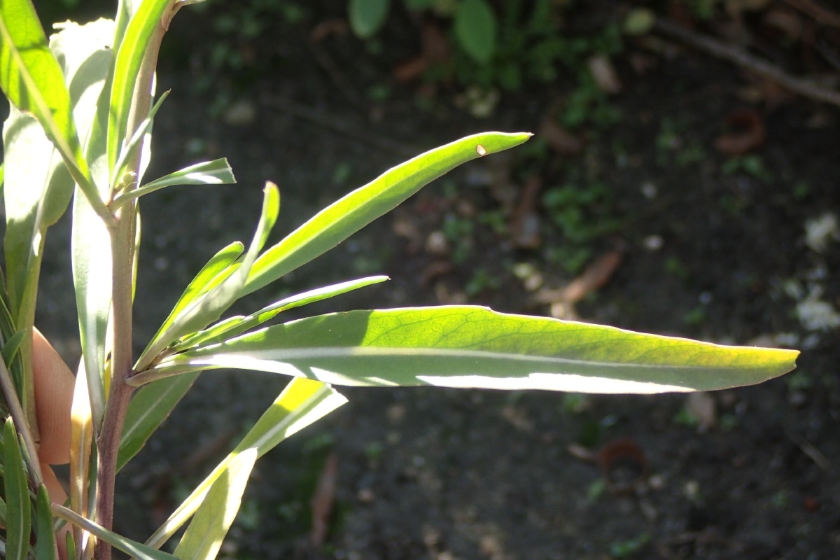 Diplotaxis tenuifolia