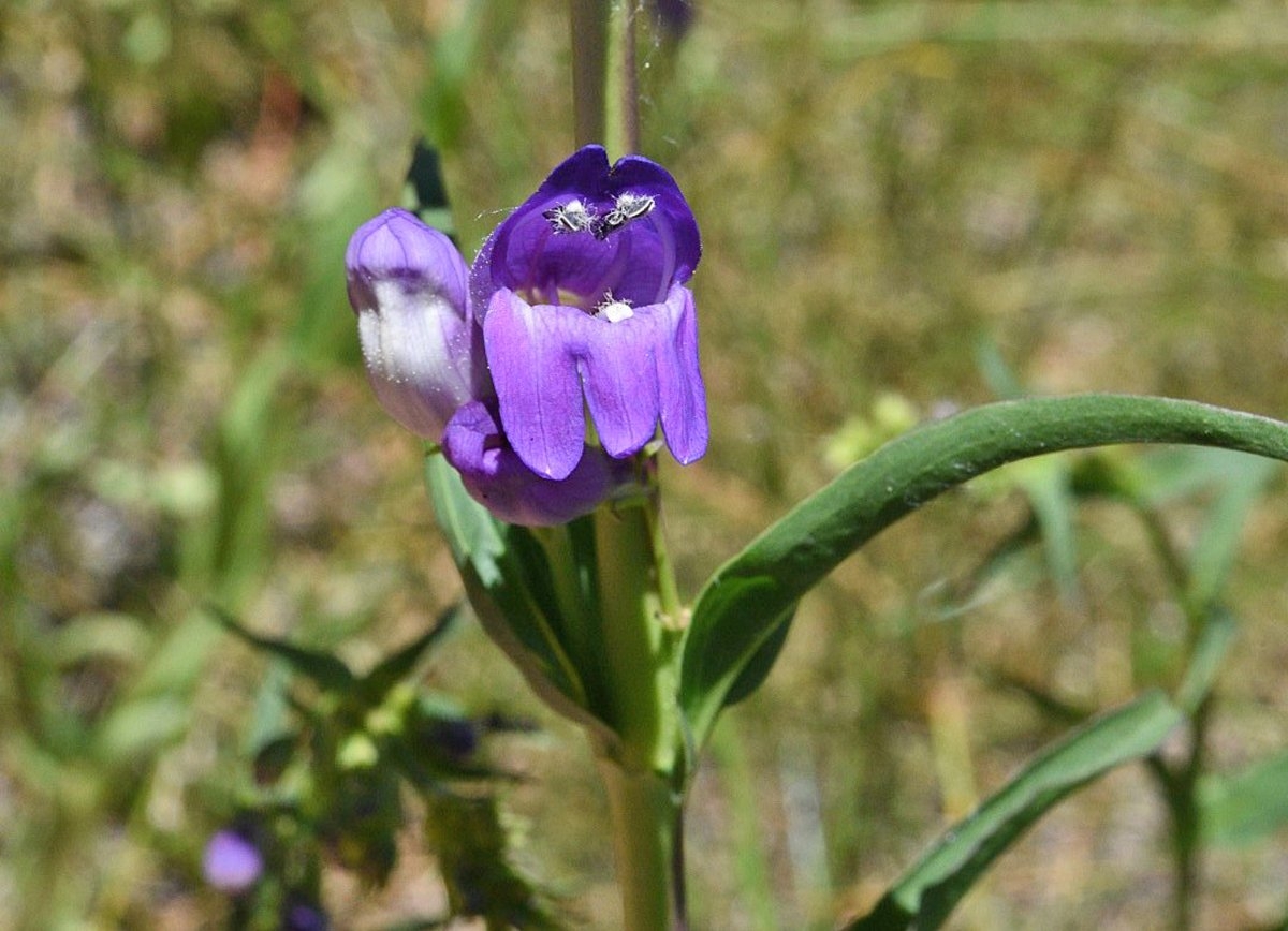 Penstemon strictus