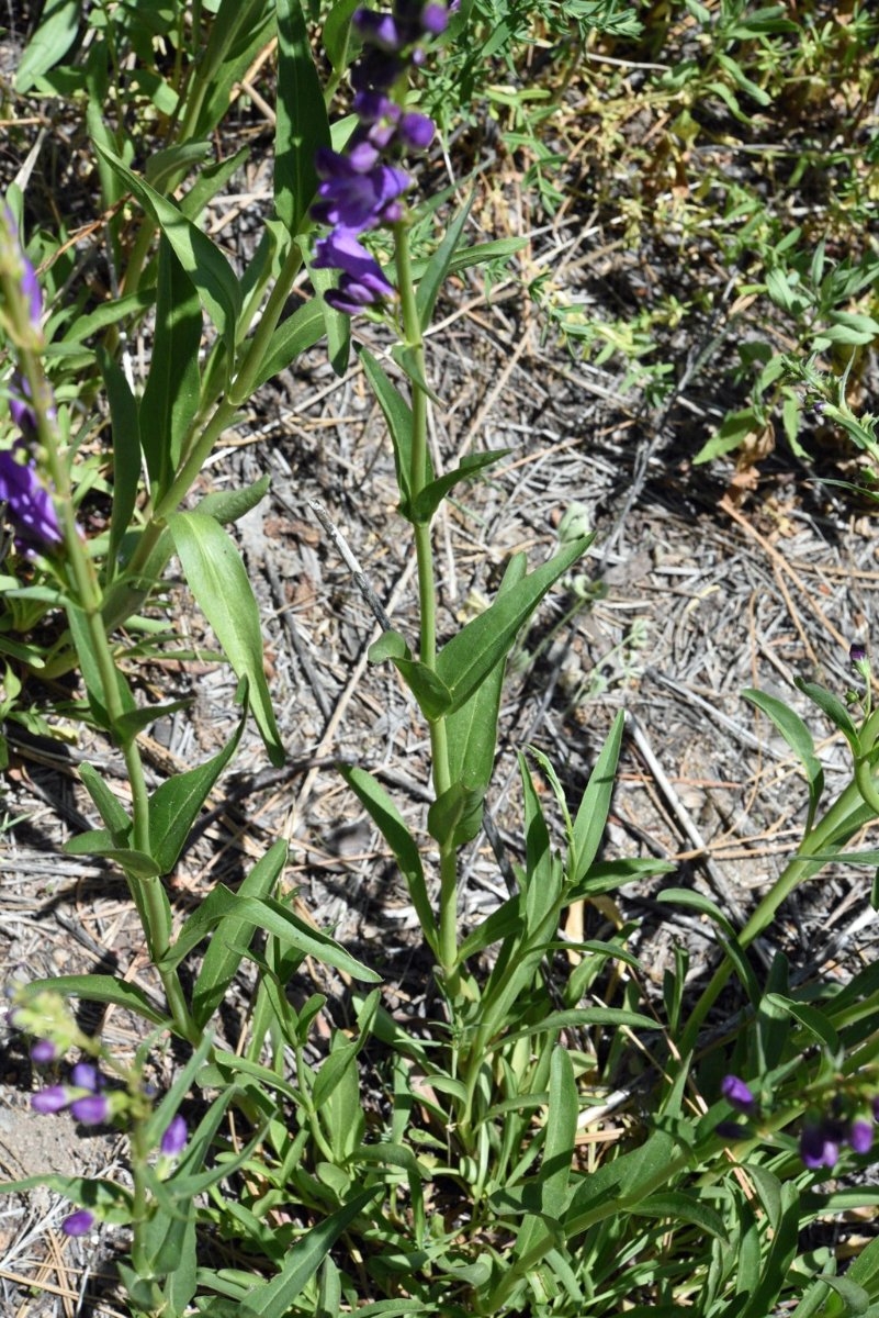 Penstemon strictus