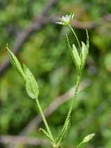 Stellaria borealis ssp. sitchiana