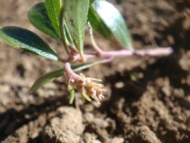 Arctostaphylos uva-ursi