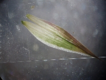 Bromus willdenovii