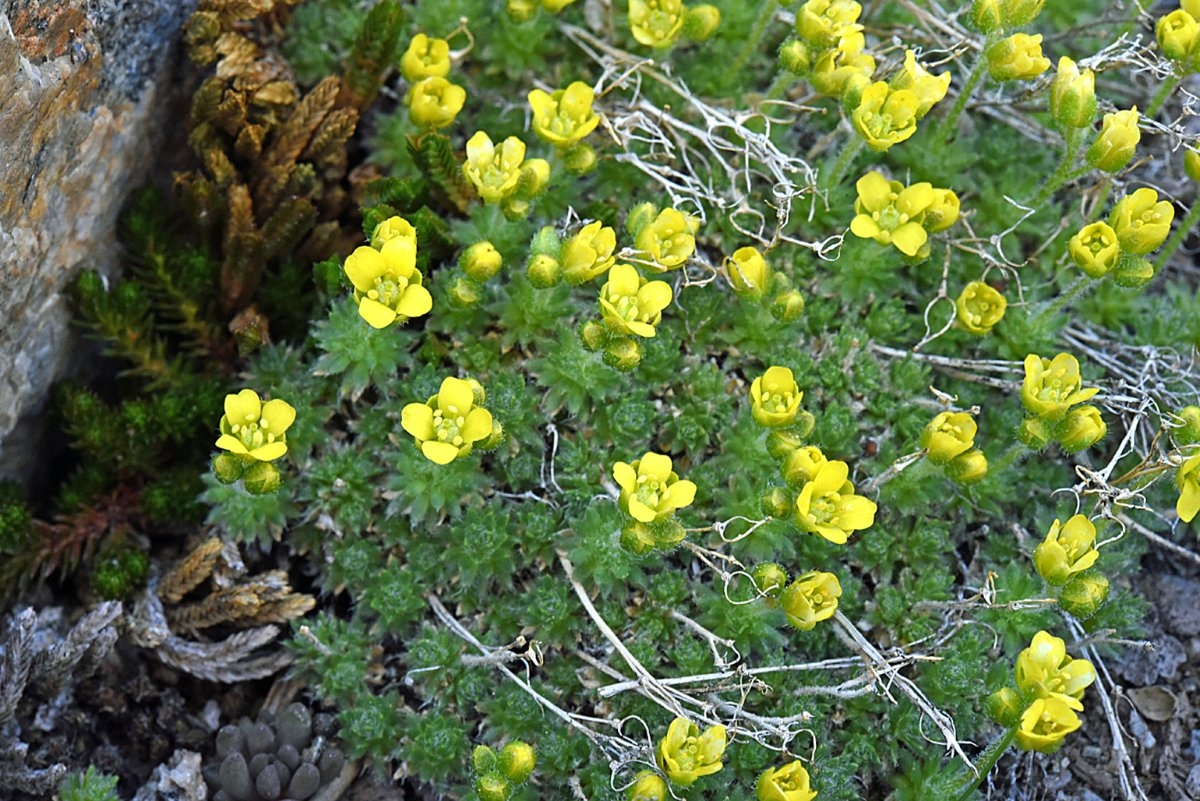 Draba densifolia