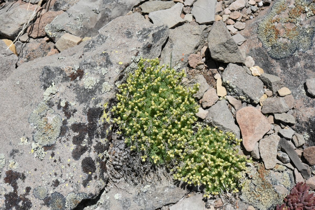 Draba densifolia