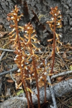 Corallorhiza maculata var. flavida