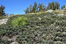 Juniperus communis var. jackii