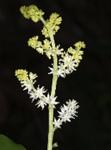 Maianthemum racemosum