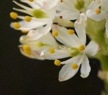 Tofieldia occidentalis ssp. occidentalis