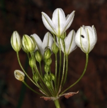 Brodiaea hyacinthina