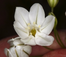 Brodiaea hyacinthina