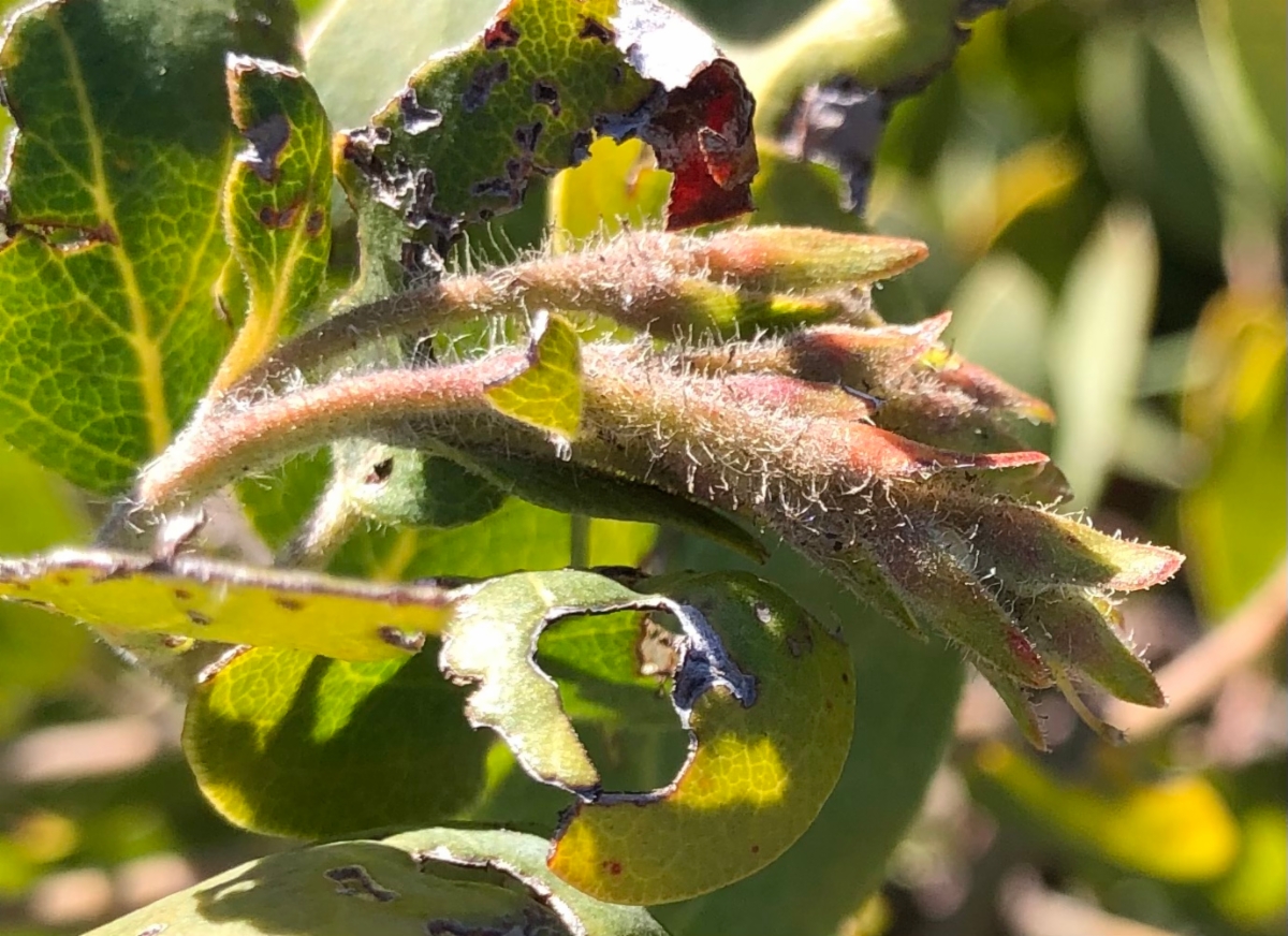 Arctostaphylos canescens ssp. sonomensis