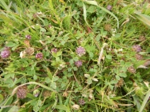 Trifolium barbigerum var. barbigerum