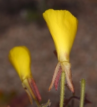 Oenothera kernensis