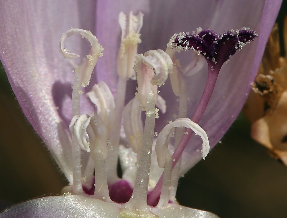 Clarkia purpurea ssp. quadrivulnera