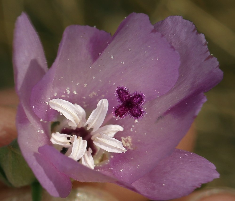 Clarkia purpurea ssp. quadrivulnera