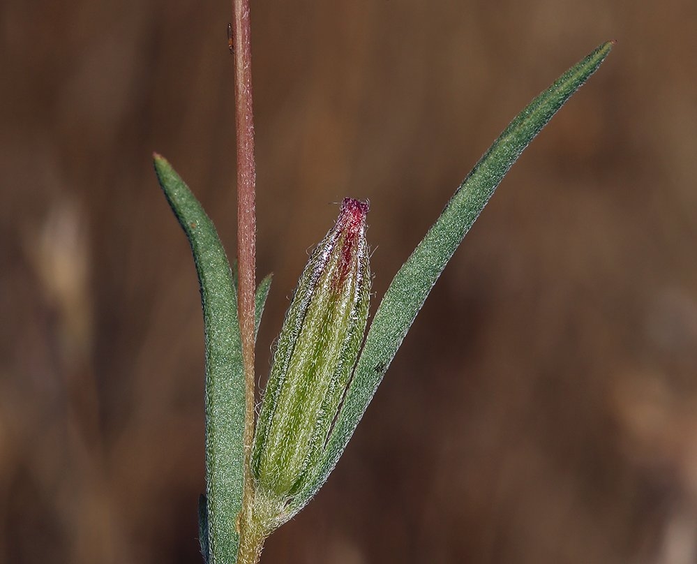 Clarkia purpurea ssp. quadrivulnera