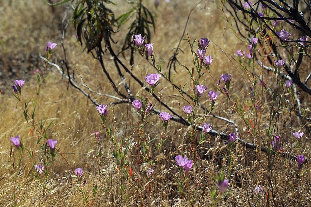 Clarkia purpurea ssp. quadrivulnera