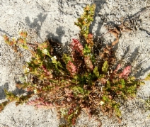 Horkelia californica ssp. californica