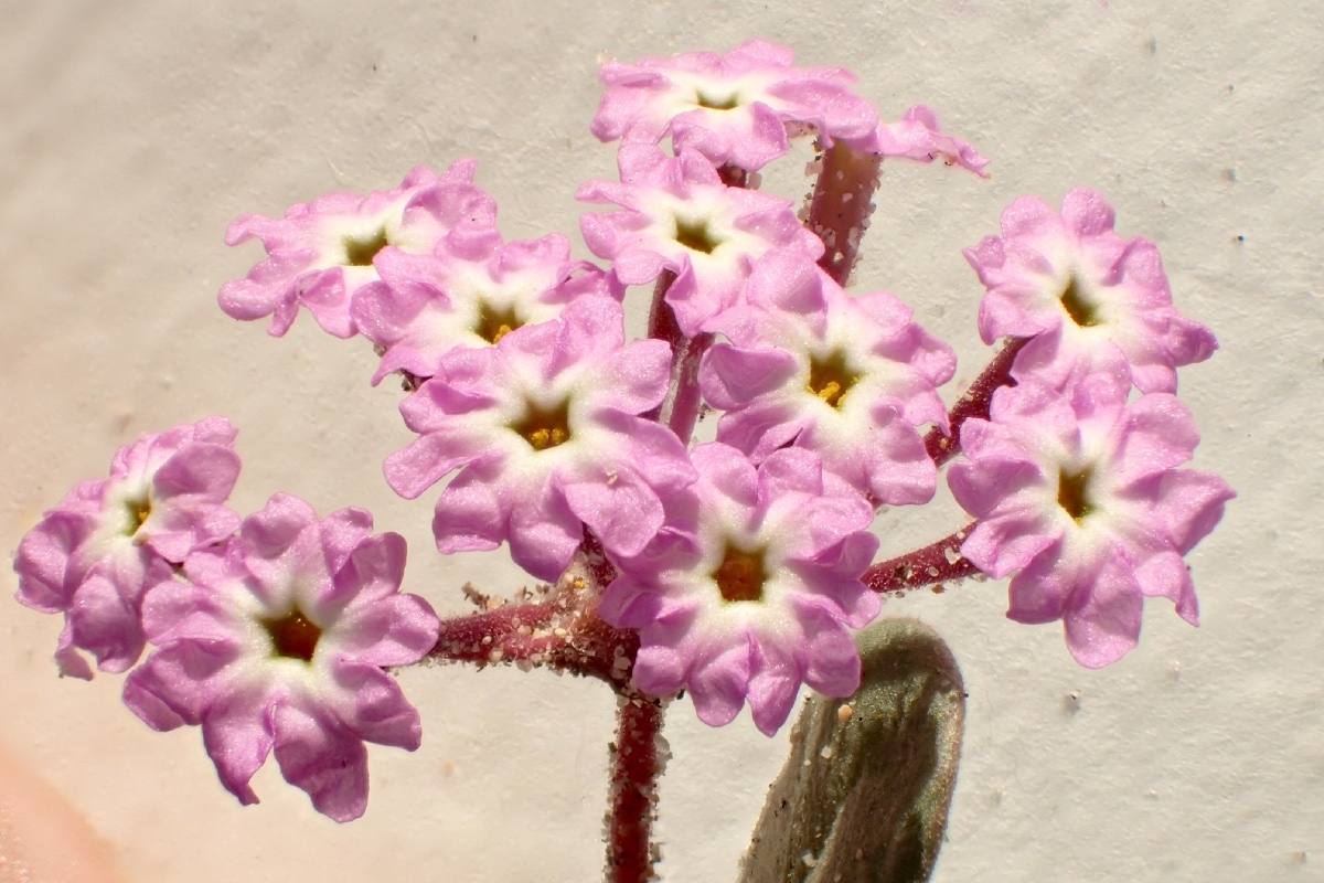 Abronia umbellata - Wikipedia