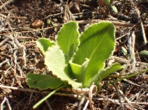 Dodecatheon clevelandii ssp. clevelandii