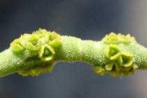 Phoradendron flavescens var. macrophyllum