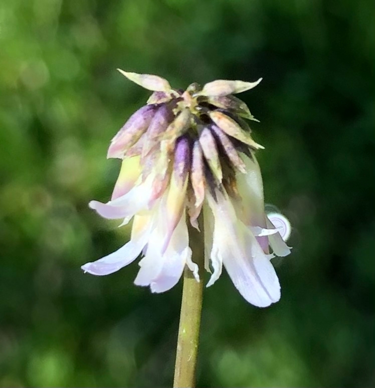 Trifolium bolanderi