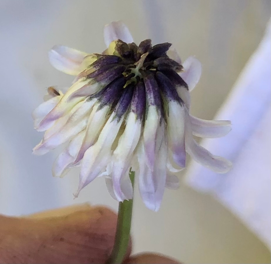 Trifolium bolanderi