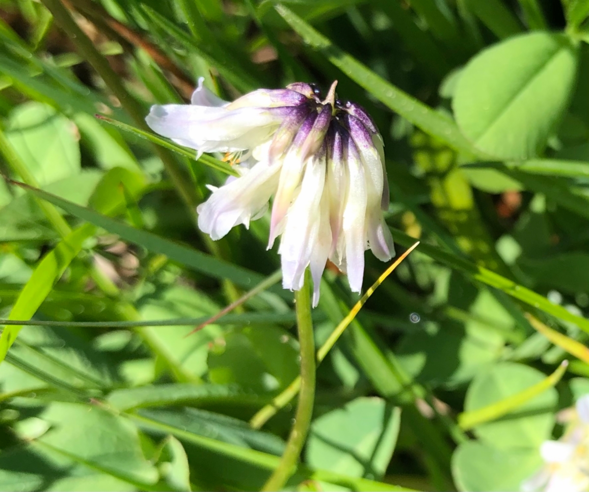 Trifolium bolanderi