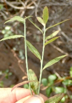 Polygala cornuta ssp. fishiae