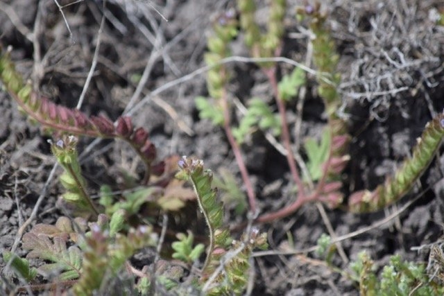 Phacelia thermalis