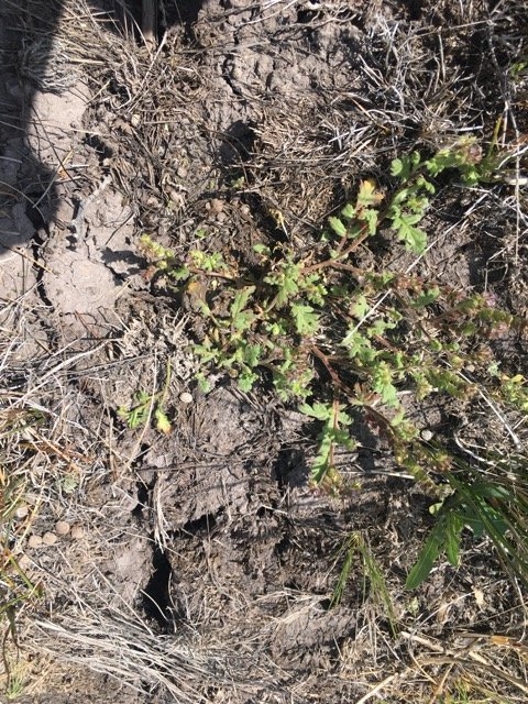 Phacelia thermalis