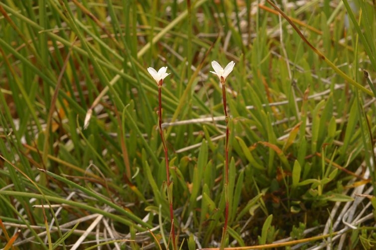 Epilobium hallianum