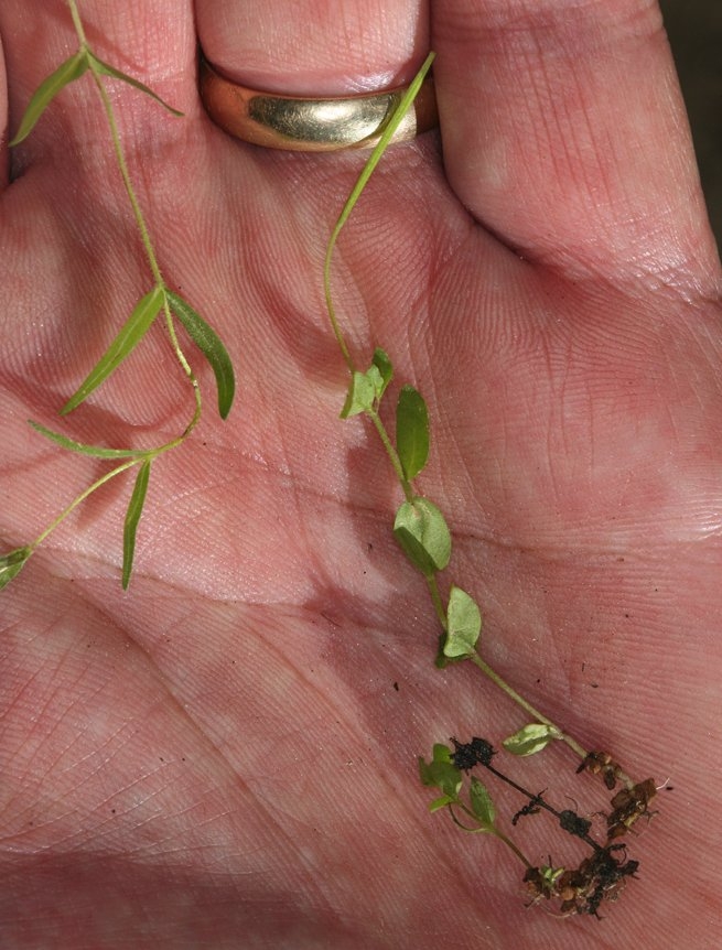 Epilobium howellii