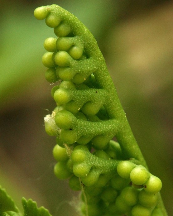 Botrychium ascendens