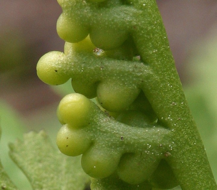 Botrychium ascendens