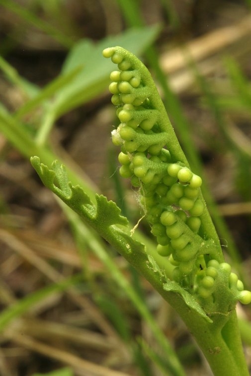 Botrychium ascendens