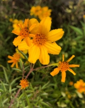 Tagetes lemmonii