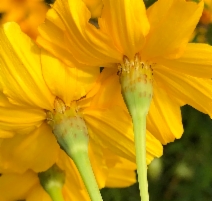 Tagetes lemmonii