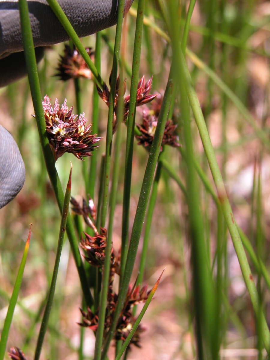 Juncus lescurii