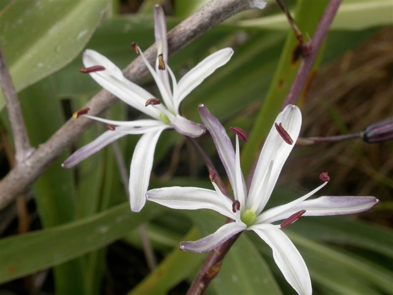 Chlorogalum pomeridianum var. pomeridianum