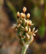 Plantago ovata