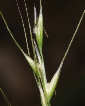 Stipa lemmonii