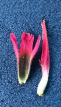 Castilleja applegatei ssp. martinii